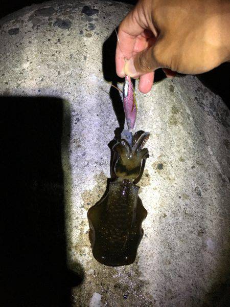 今期初秋イカナイトエギング♪