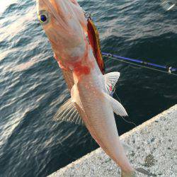 初めてのエギング