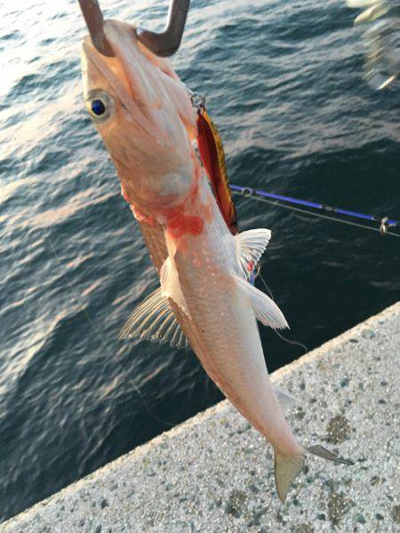 初めてのエギング