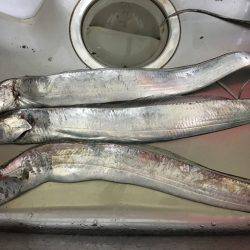 サビキ後のタチウオデビュー！