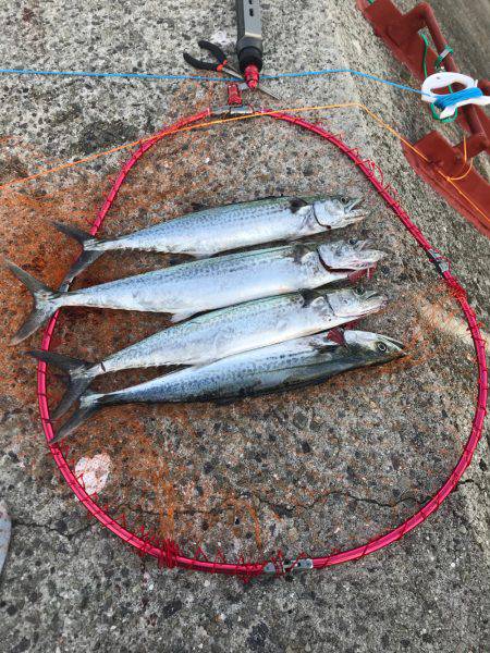 ショアジギシーズン最高！