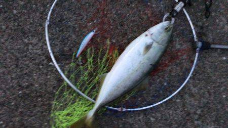 ひさびさの釣果