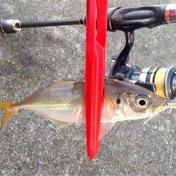 ダッシュ de アジング