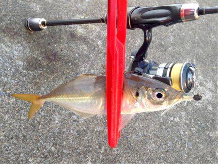 ダッシュ de アジング