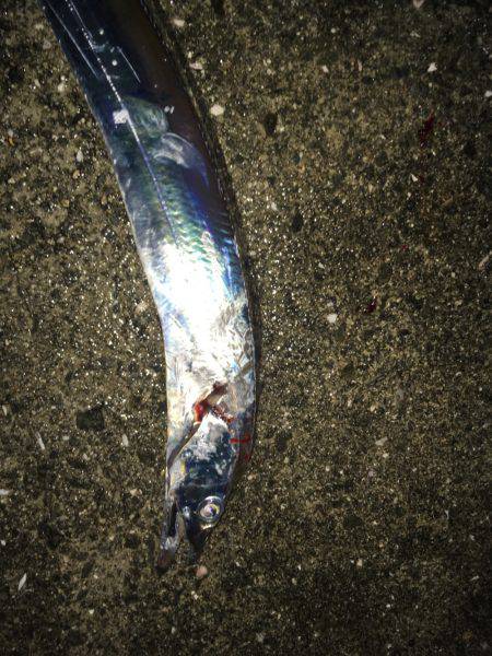 食べる分だけ釣行