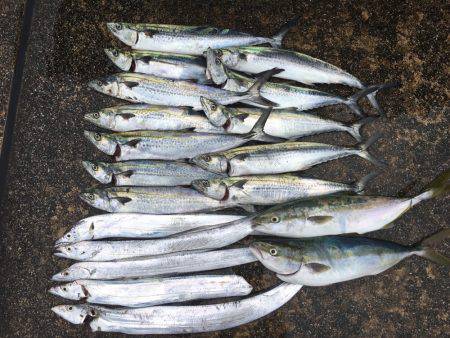 牙一族とハマチ