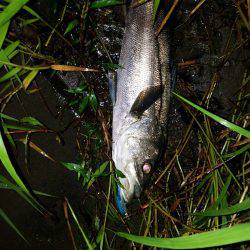 ナイトシーバス