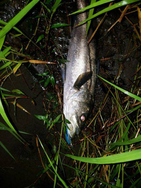 ナイトシーバス