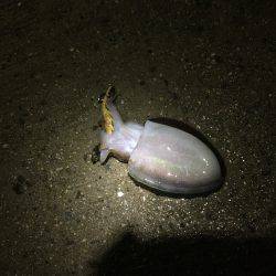 初場所ライトエギング