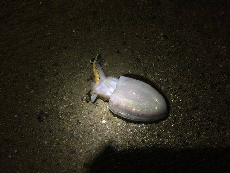 初場所ライトエギング