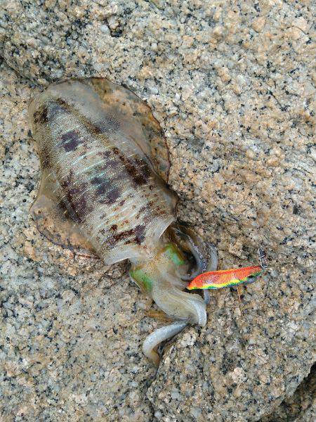 アオリイカエギング