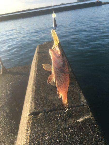 雨上がりの早朝新宮港でオオモンハタ