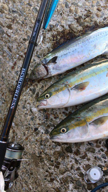 ミノーとトップでサゴハマチ('0…