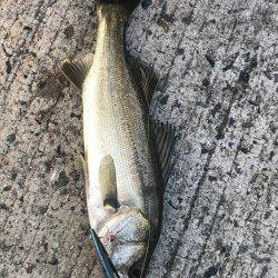 子供とシーバス釣り