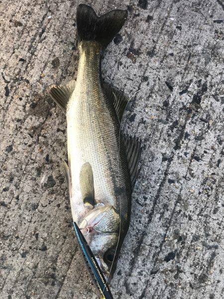 子供とシーバス釣り