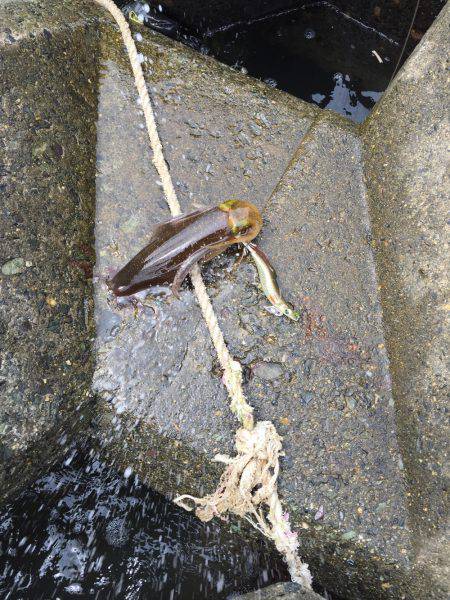 サーフエギング