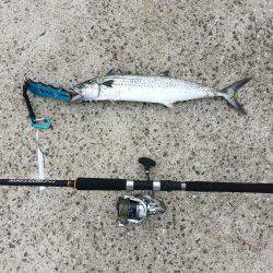 タチウオ小さい