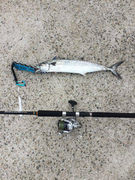 タチウオ小さい