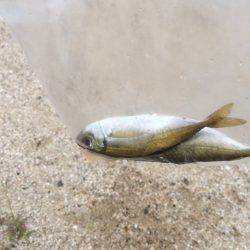 ファミリーフィッシング？