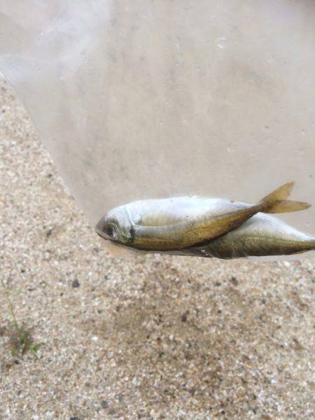 ファミリーフィッシング？