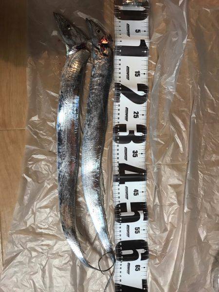 メタルジグでも釣れた！