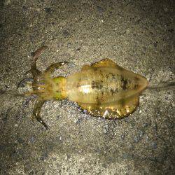 エギング行って来ました