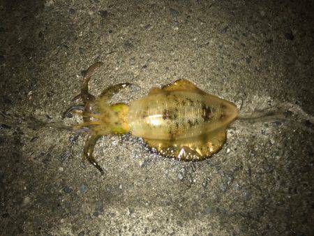 エギング行って来ました