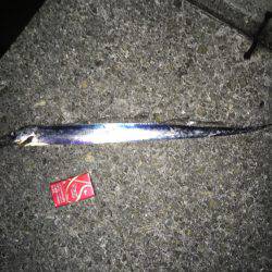 今年初タチウオ釣行