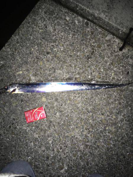 今年初タチウオ釣行