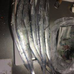 台風開け太刀魚