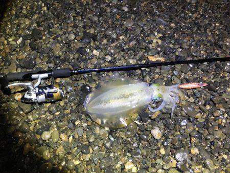 ニューロッドでアオリ他