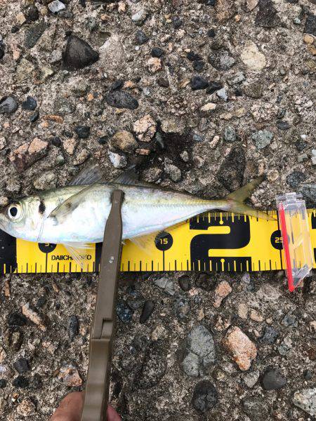 久しぶりの柴山港アジング