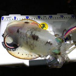 ナイスサイズ！