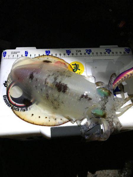 ナイスサイズ！