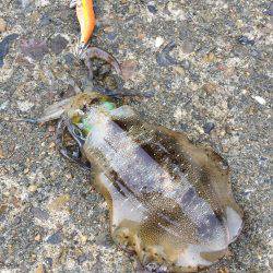 少しづつ成長中！