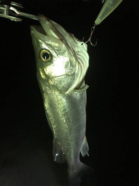 朝明川河口ナイトゲーム