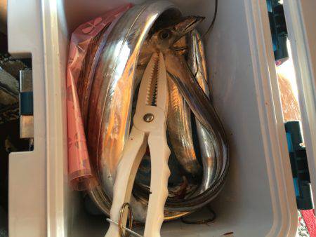 タチウオ喰いが良い