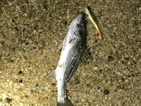 ちょっとシブい（；＿；）