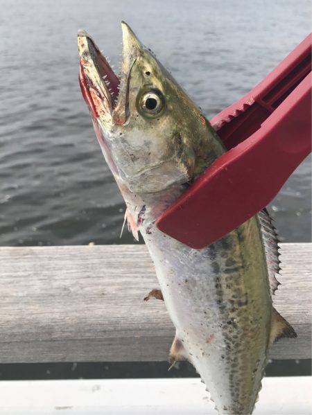 タチウオそろそろ入りましたか