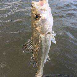 四日市河川 ウェーディング