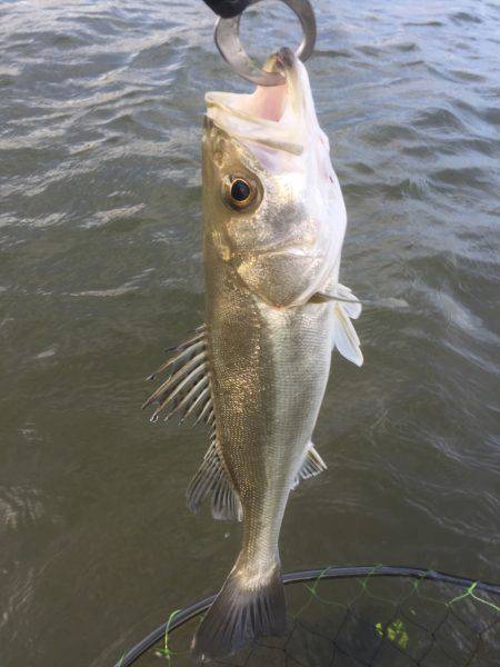 四日市河川 ウェーディング