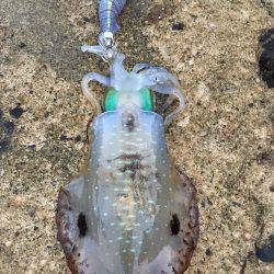 あおり〜〜いか(^^)