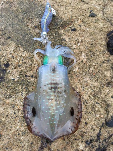 あおり〜〜いか(^^)