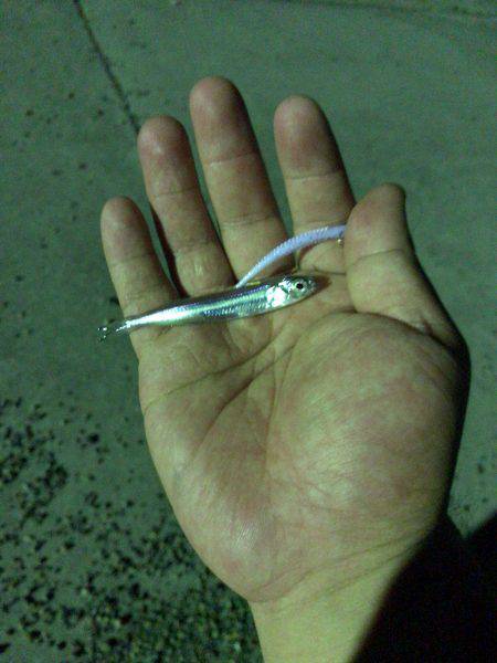 ジギング及びアジングともに厳しい