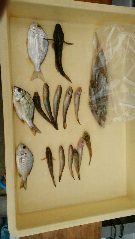 子どもとハゼ釣り。