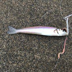 まさに五目釣り！