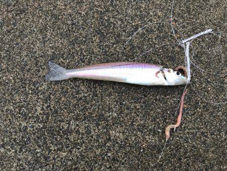 まさに五目釣り！