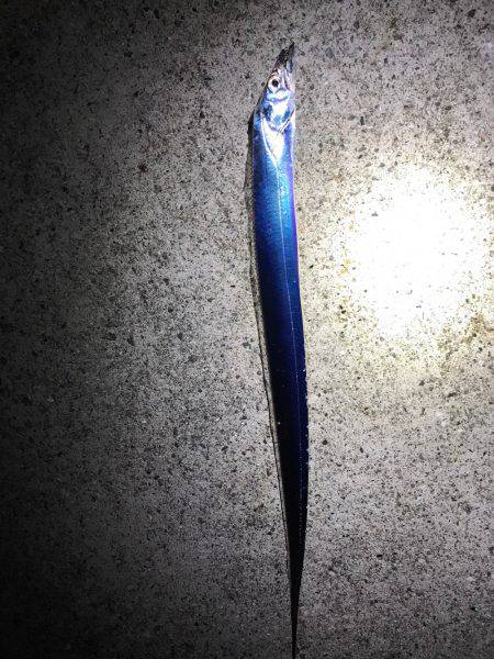 神戸沖タチウオワインド