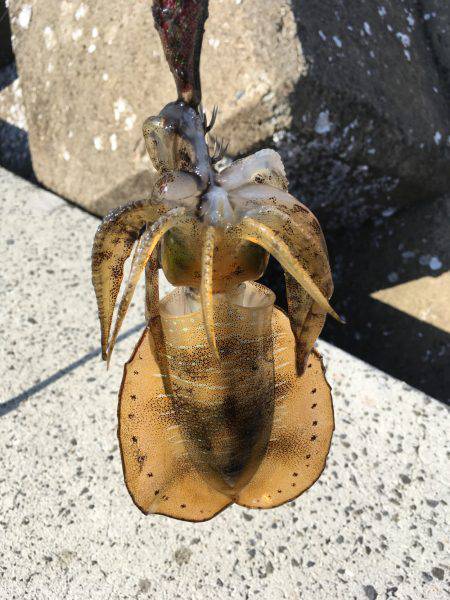 アオリと青色のん