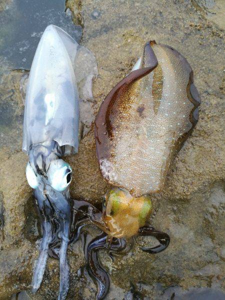 短時間エギング